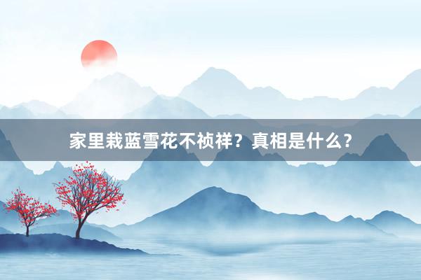 家里栽蓝雪花不祯祥？真相是什么？